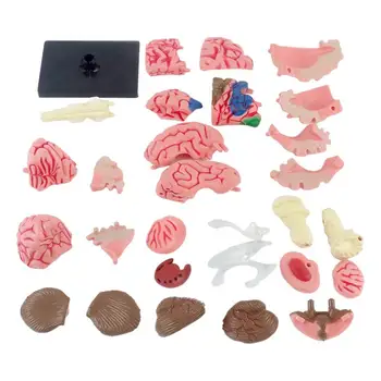 Ľudský Mozog Model Anatomický Model Vyučovania Med Model s Displejom Základná Farebná Cievnych Mozgových DIY Anatómie Model pre